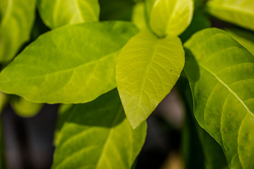 Obraz premium A blurred abstract background of a green chili tree that grows naturally in a humid area, close to a rural dishwasher or cultivated in a plot for expansion