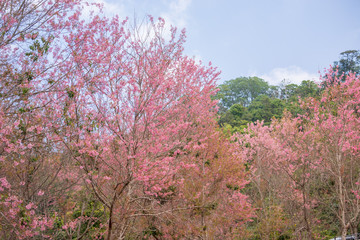 Obraz na płótnie Canvas Pink garden (full bloom cherry blossom).