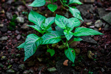A blurred abstract background of a green chili tree that grows naturally in a humid area, close to...