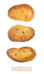 Hand drawn watercolor potatoes illustration. Potatoes stock illustration.