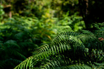 Beautiful ferns green leaves the natural fern in the forest and natural background in sunlight.
