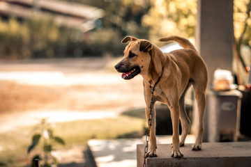 The blurred abstract background of a fast-moving Thai dog face, commonly seen in homes in Thailand that are popular for house keeping.