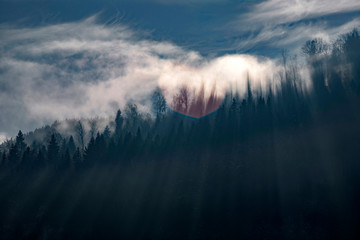 Obraz premium Sun light over winter forest.