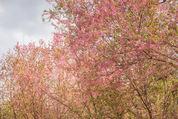 Pink garden (full bloom cherry blossom).