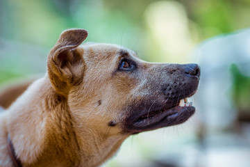 The blurred abstract background of a fast-moving Thai dog face, commonly seen in homes in Thailand that are popular for house keeping.