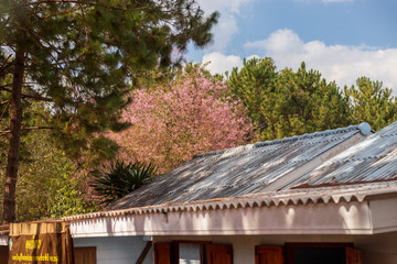 Obraz premium Pink garden (full bloom cherry blossom).