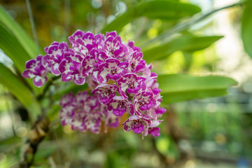 Beautiful blossom colorful giant Rhynchostylis orchid in garden.