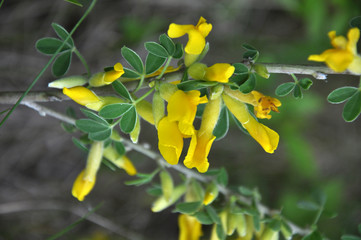 In spring, cytisus (Chamaecytisus ruthenicus) blooms in nature