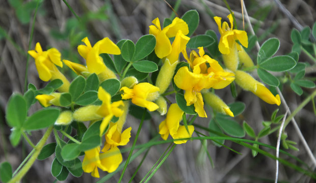 In spring, cytisus (Chamaecytisus ruthenicus) blooms in nature