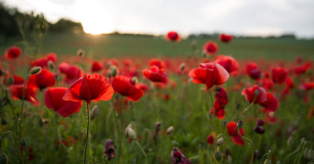 Obraz premium Mohnblumen Dämmerung