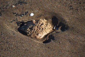 shell on beech 2