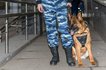 Female police officers with a trained dog. German shepherd police dog.