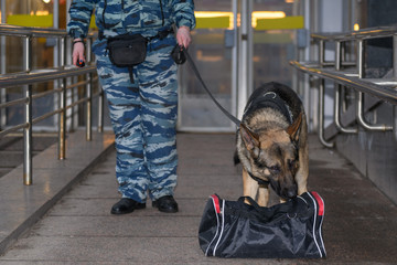 Female police officer with a trained dog sniffs out drugs or bomb in luggage. German shepherd...