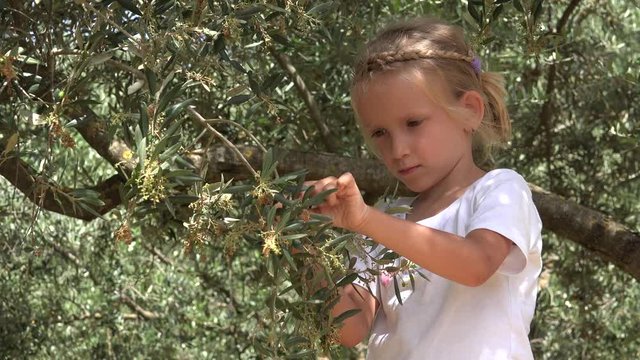 4K Kid Picking Olives in Orchard, Happy Playing Child, Kid in Nature
