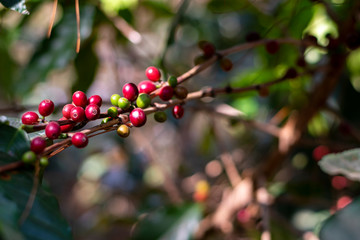 Close Up branches of Arabica coffee plants in Thailand.Coffee beans are ripe.