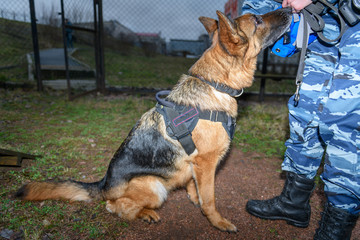 German shepherd police dog. Close up.