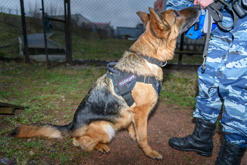German shepherd police dog. Close up. Russian Police. Sign means 