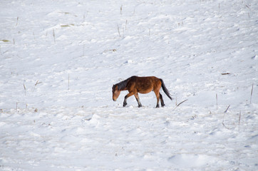 Brown horse grazing on snow – Grace - Elegance