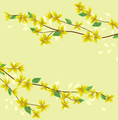 Vector illustration of Forsythia flower from tree. Spring landscape, nature background. Decoration yellow flowers card Happy Easter. Golden Rain