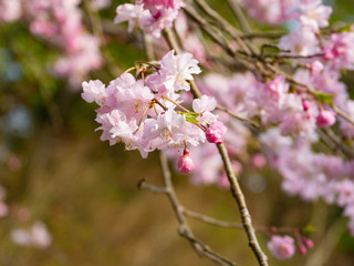 Cherry blossom flowers are start to bloom in Saga prefecture, JAPAN.