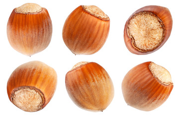 Hazelnut isolated on white background. Nut macro. With clipping path. Collection.