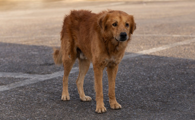 Red-haired, one-eyed, old  dog-male, wandering the street.The hungry life of a stray dog. Contact of the animal world with the human world.