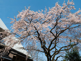 Cherry blossom flowers are bloom beside an old house in Saga prefecture, JAPAN.