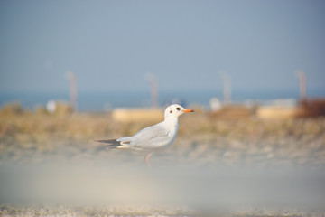 Gull