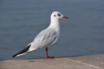 gull