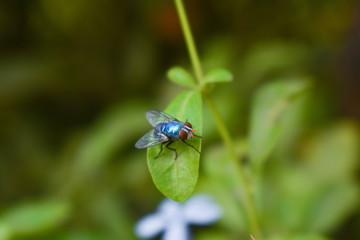 insect - housefly