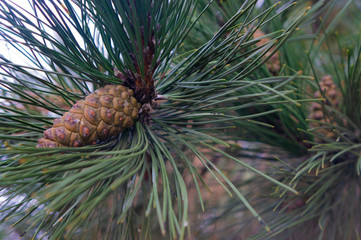 Young pine cone on branch surrounded by green needles