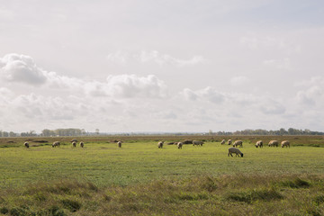 herd of sheep