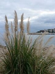 Pampas Grass (Cortaderia selloana) of the seascape. The coast of the Mediterranean Sea, Spain.