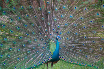 Obraz premium Male peacock showing feathers in the garden