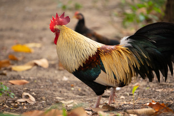 A close up of a colorful rooster ( male chicken ) In nature