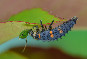 Seven-spot ladybird larva eats aphid, Biologische Schädlingsbekämpfung durch Marienkäferlarve, Coccinella septempunctata frisst Blattlaus, Larve eines Siebenpunkt Marienkaefers frisst eine Blattlaus