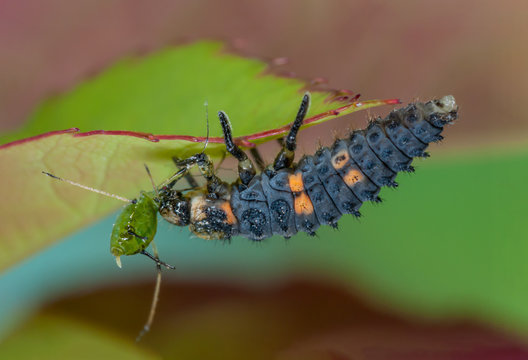Seven-spot ladybug larva eats aphid, beneficial insect destroys pest, Siebenpunkt Marienkäferlarve frisst Blattlaus, Nützling vertilgt Schädling, giftfreie Schädlingsbekämpfung durch Nützlingslarven