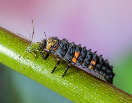 Siebenpunkt Marienkäferlarve frisst Blattlaus