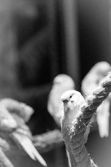 beautiful budgie parakeet bird sitting on tree branch image black and white image