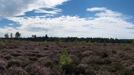 Fototapeta na wymiar Colourful heather landscape with small spur trees and a blue sky and clouds at the nature reserve Den Treek, Woudenberg, The Netherlands