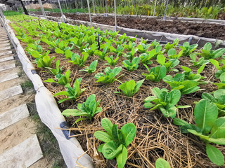Green Salad plants in the open Vegetable garden.