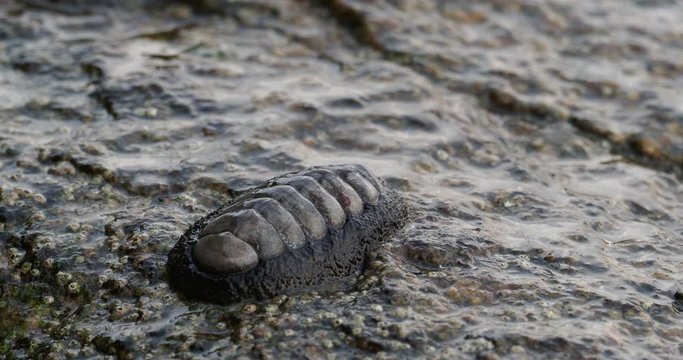 Mollusk Chiton - Rhyssoplax aereus (clavata, huttoni, suteri) feeding on the stones on the beach under waves in Seychelles. 
