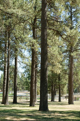 View of trees in open landscape