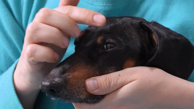 The owner or veterinarian smears  with the healing ointment on the sore eye of the dog. Dog eyes infection.