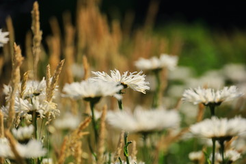 white wild flowers in the field