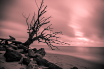 The blurred abstract background of the fast-moving, colorful, and perennial trees that die on a large lake from the constantly blown waves, spontaneous beauty.