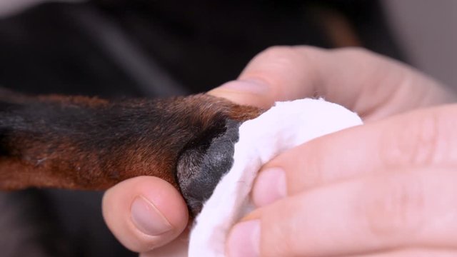 the owner wipes a wound on a dog paw pads with a medical cotton swab. animal hygiene and treatment