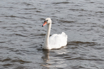 Obraz premium Höckerschwan