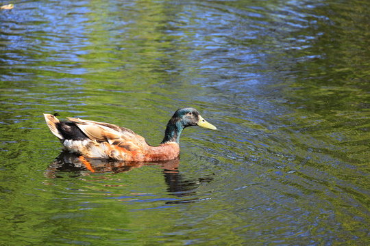 green head duck on the water