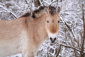 Naklejka premium Przsewalski-Pferd